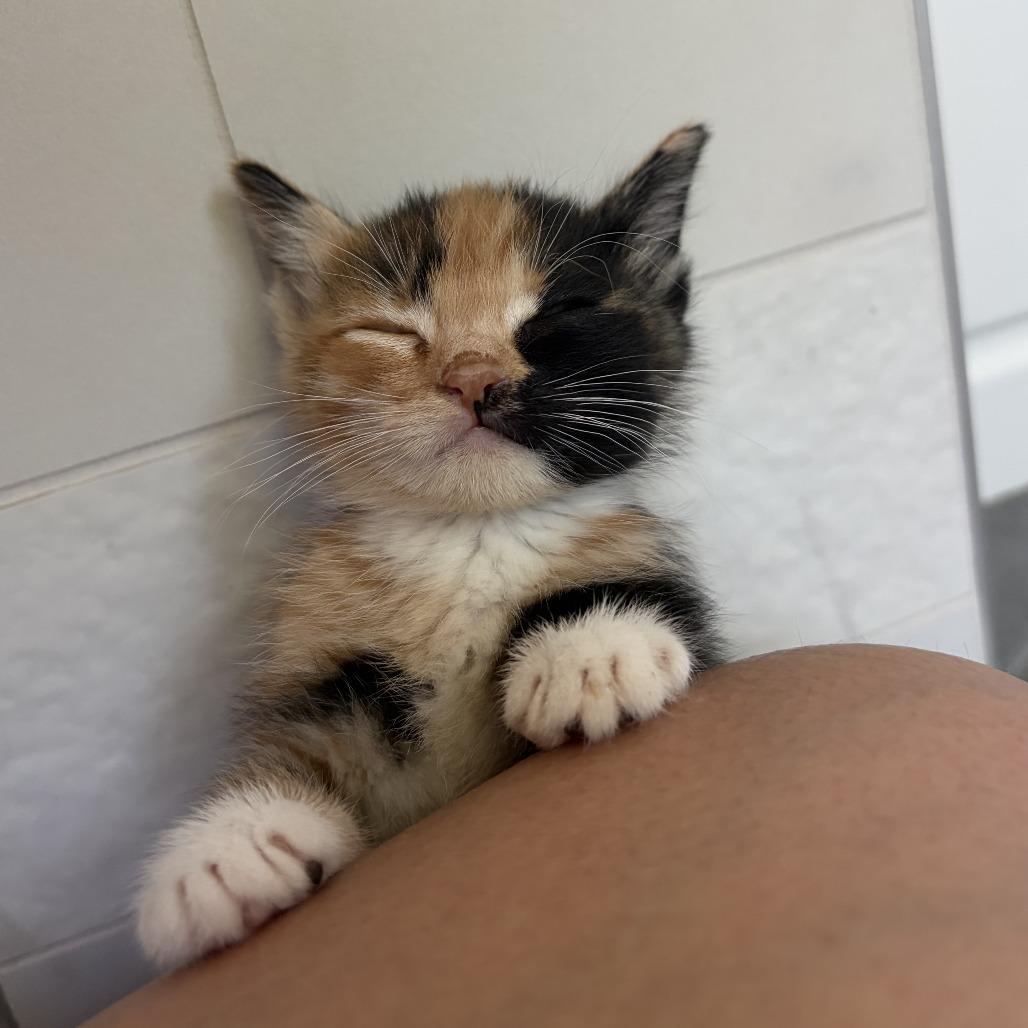 ChaCha, Adoptable, Kitten Female Domestic Short Hair.