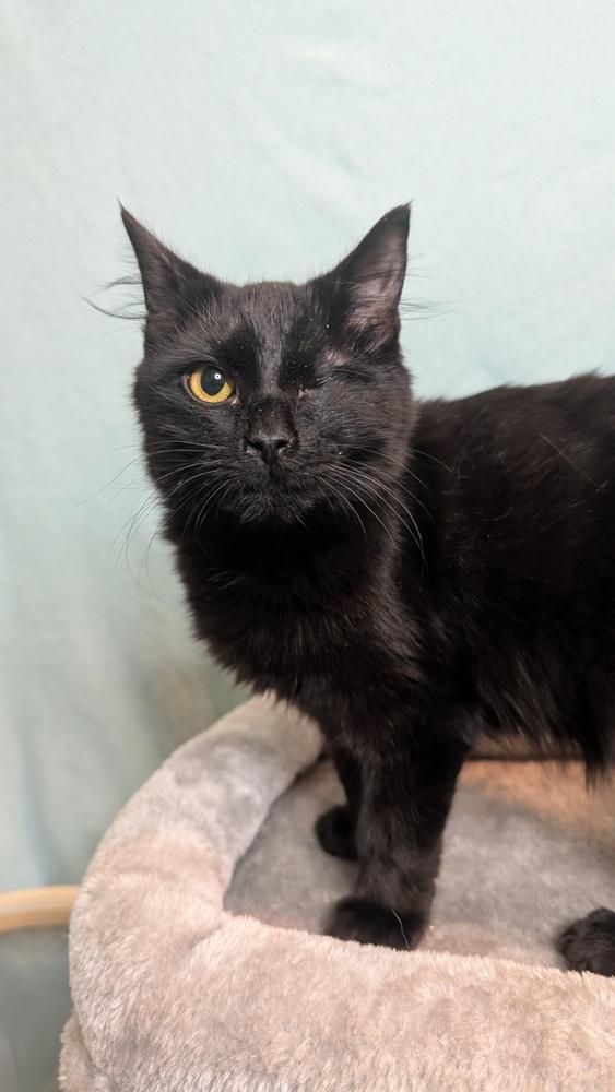 Enlarge 7490 Scutter, a Adoptable Domestic Long Hair in Hartwell, GA image 1/1