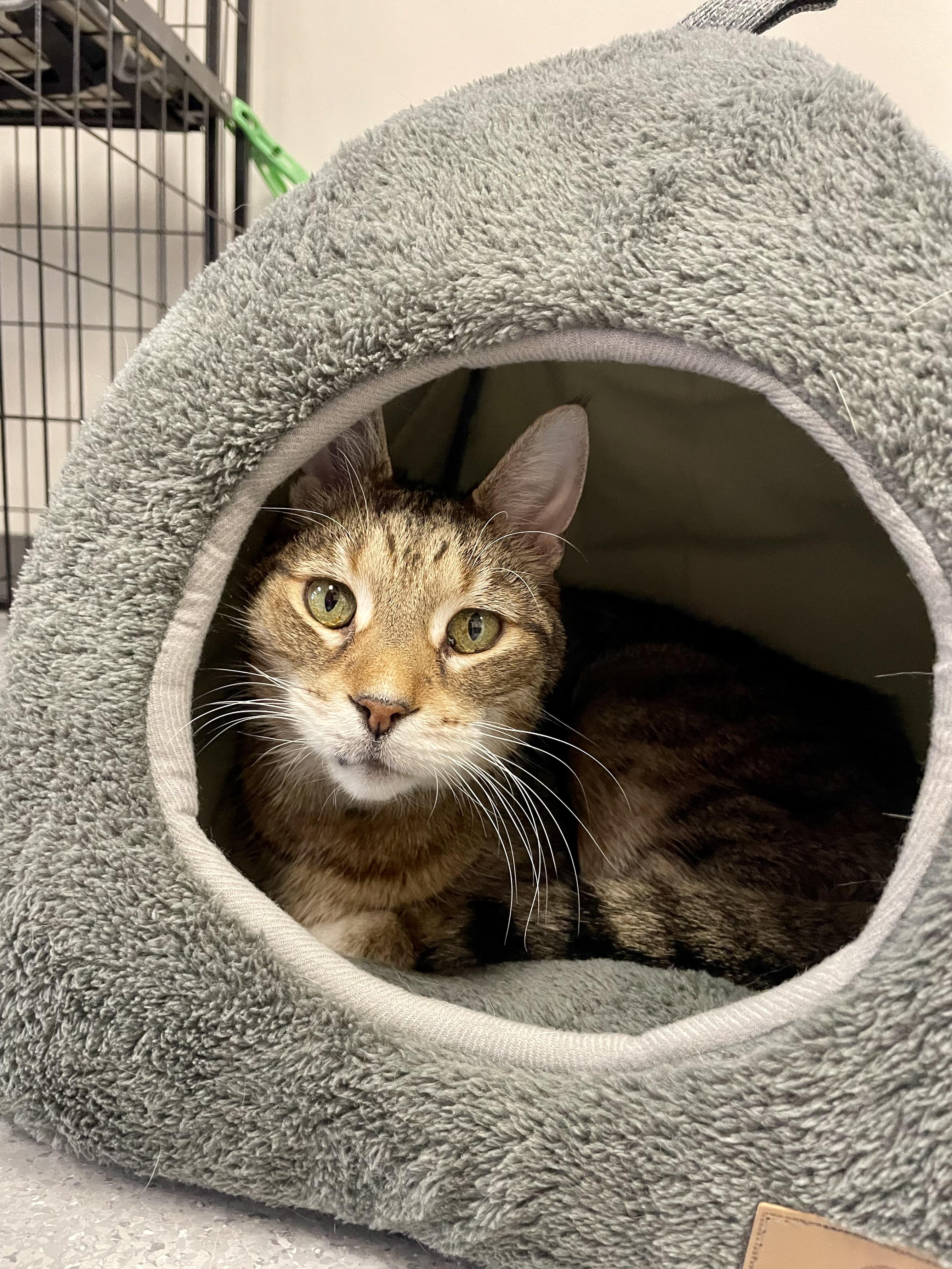 Mac, an adopted Domestic Short Hair in Everett, ON image 3/5