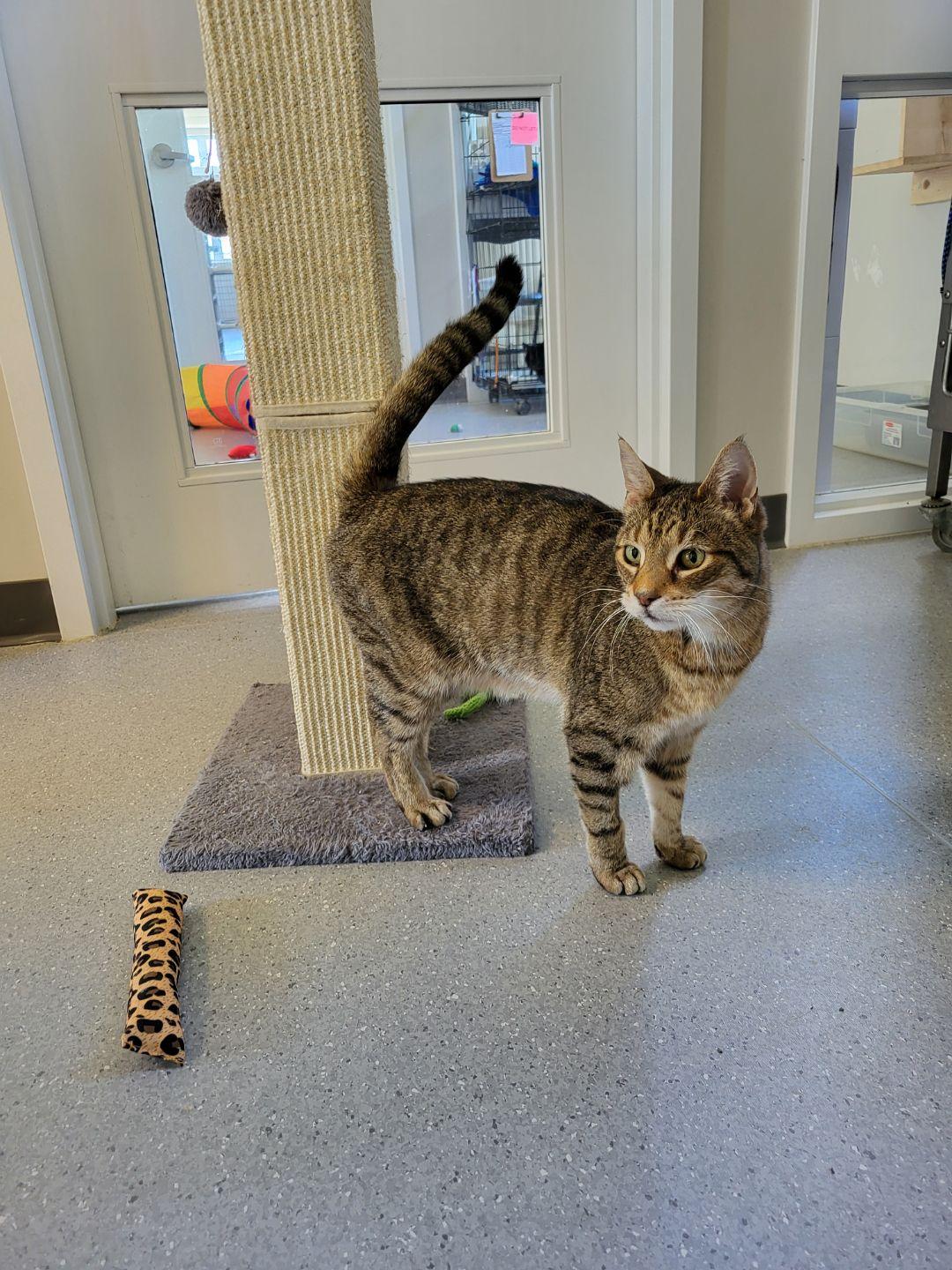 Mac, an adopted Domestic Short Hair in Everett, ON image 5/5