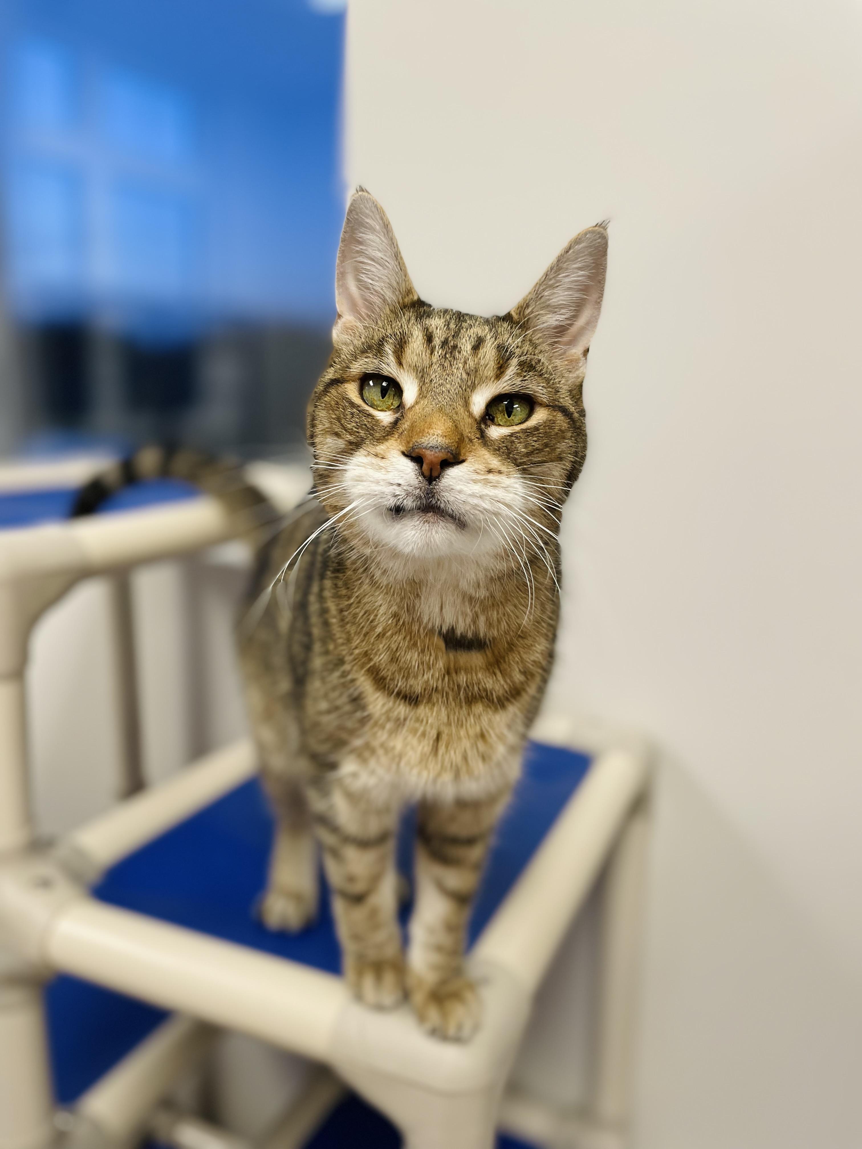 Mac, adopted, Senior Male Domestic Short Hair.