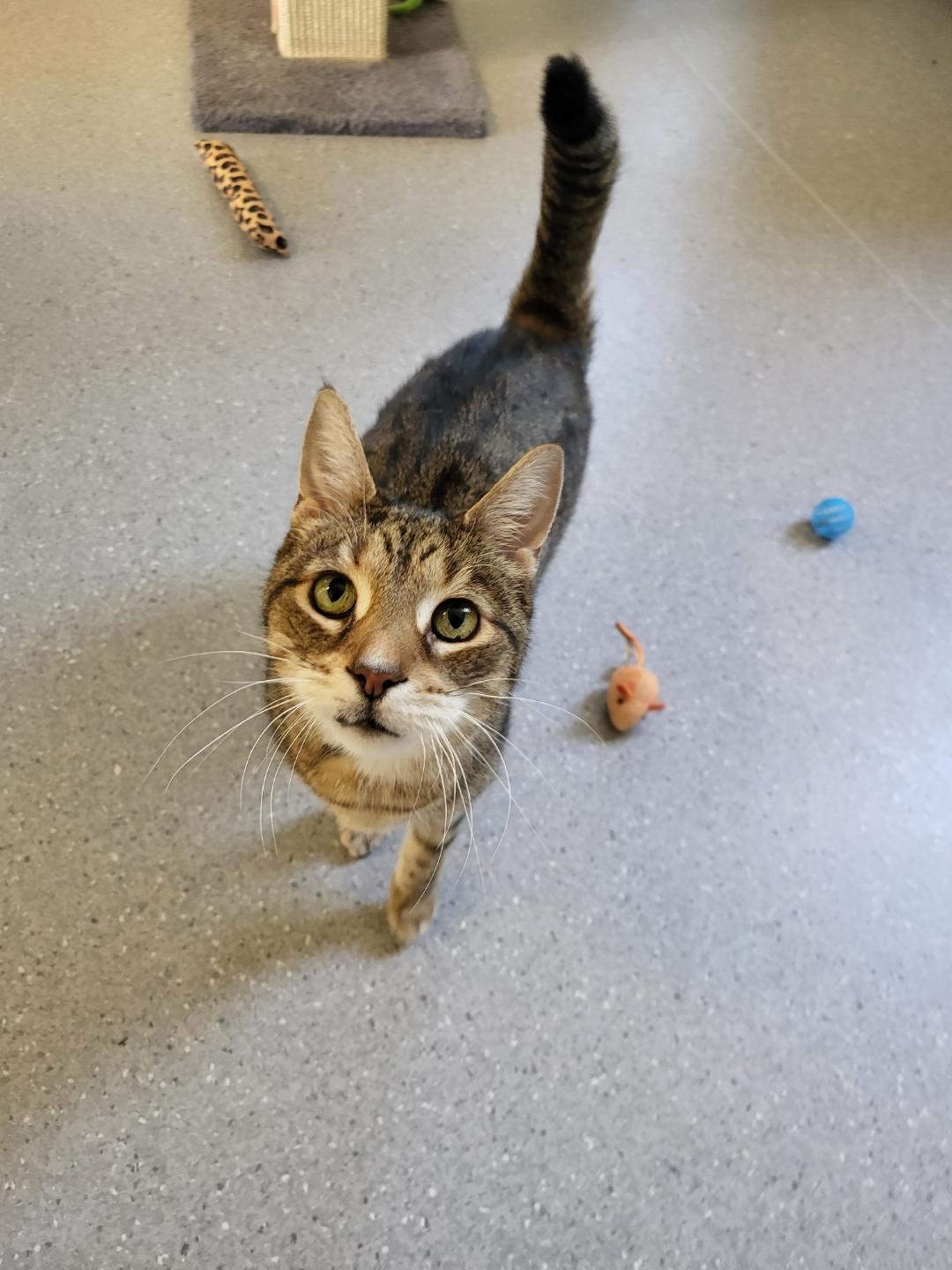 Mac, an adopted Domestic Short Hair in Everett, ON image 2/5