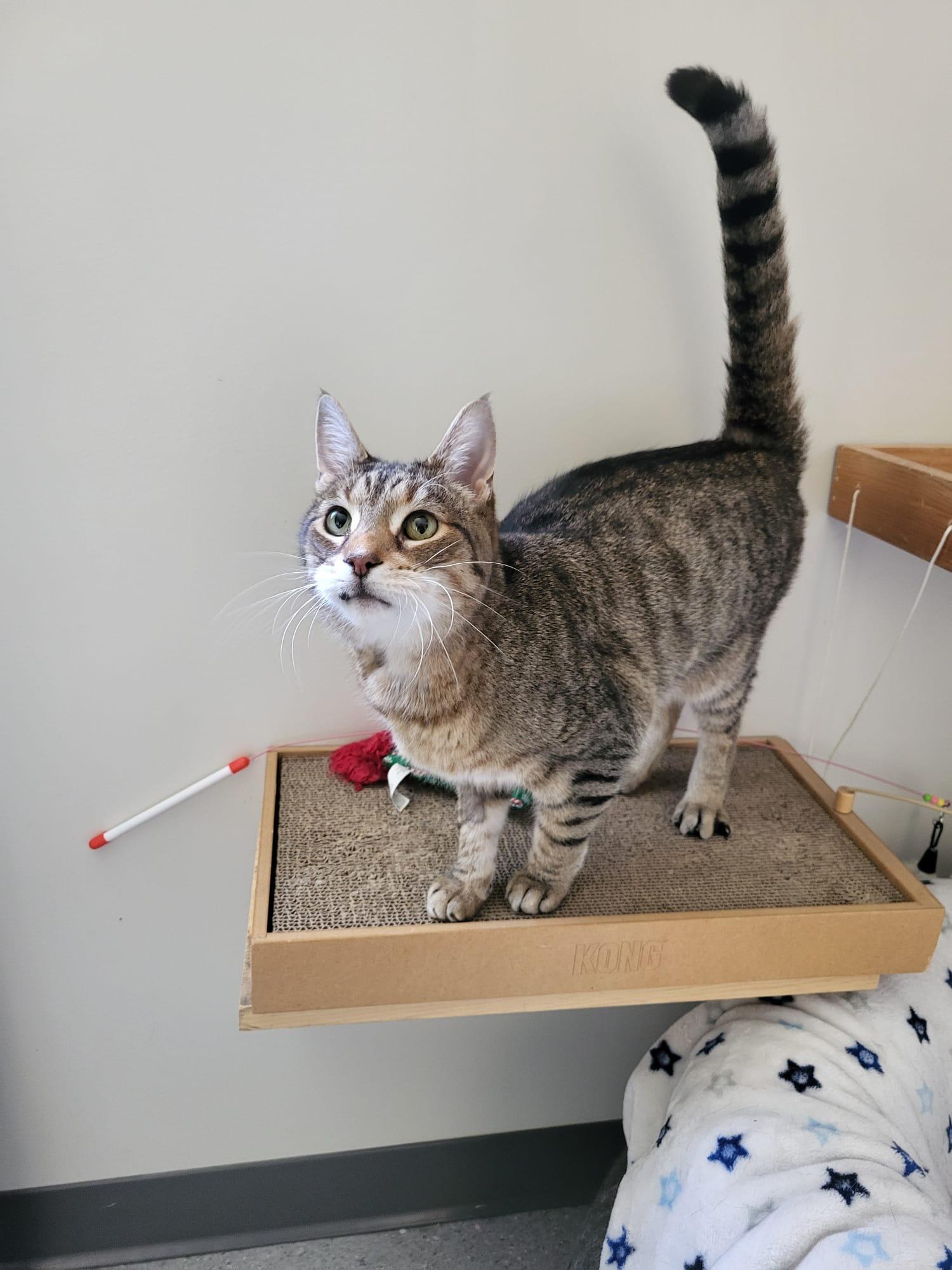 Mac, an adopted Domestic Short Hair in Everett, ON image 4/5