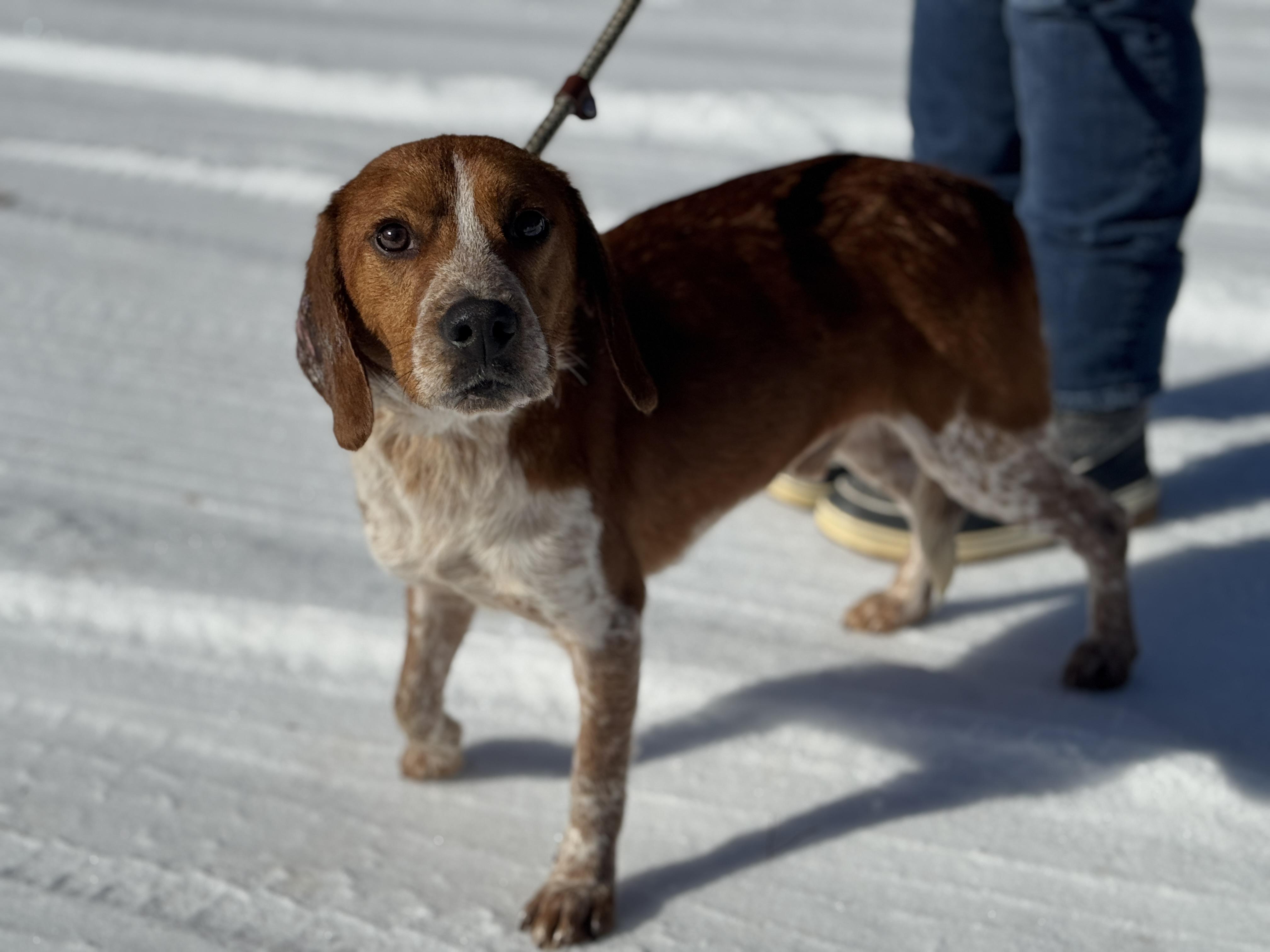 Enlarge Rooster, a ADOPTABLE Beagle in Richmond, VA image 4/6