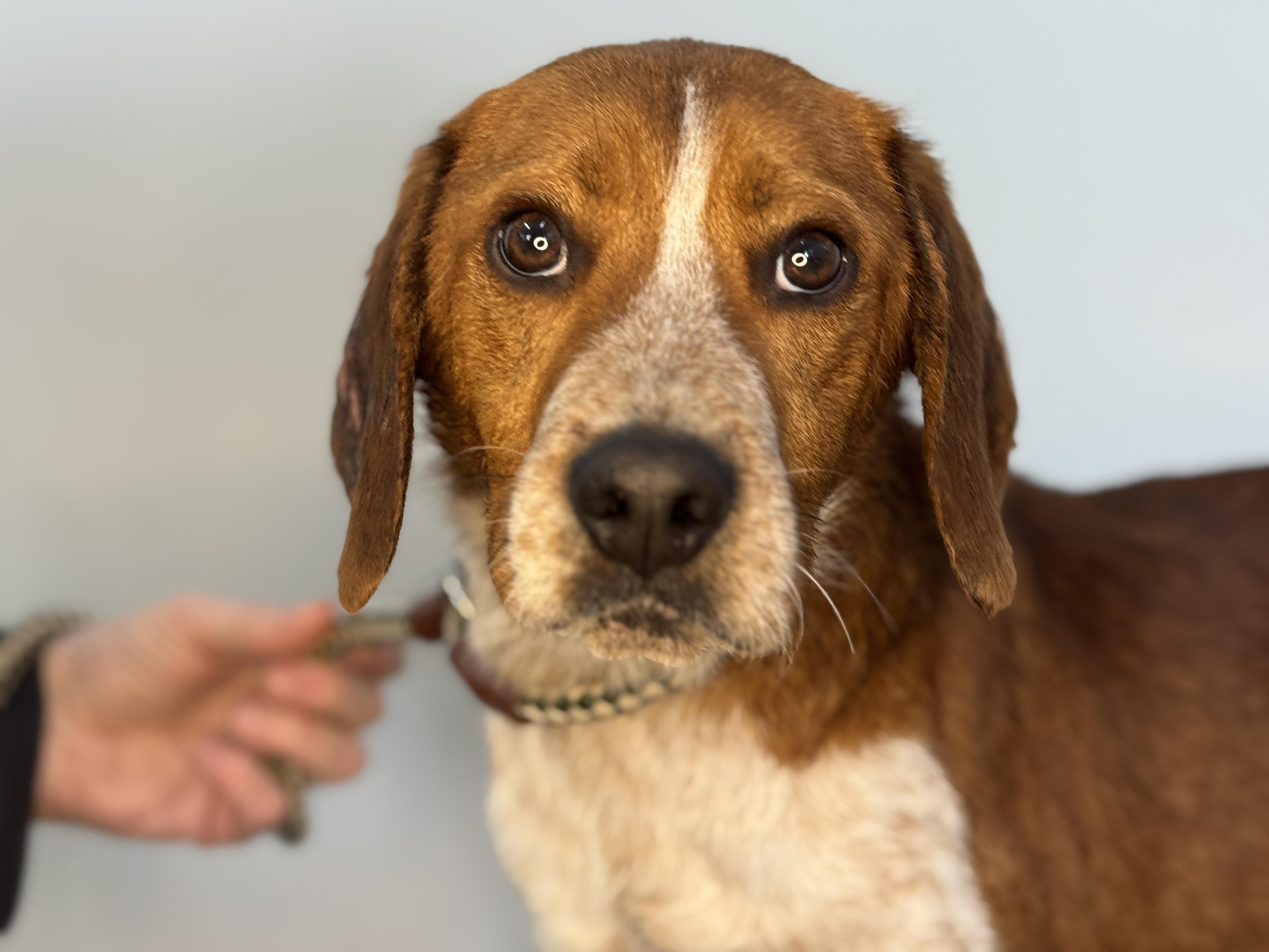 Enlarge Rooster, a ADOPTABLE Beagle in Richmond, VA image 2/6