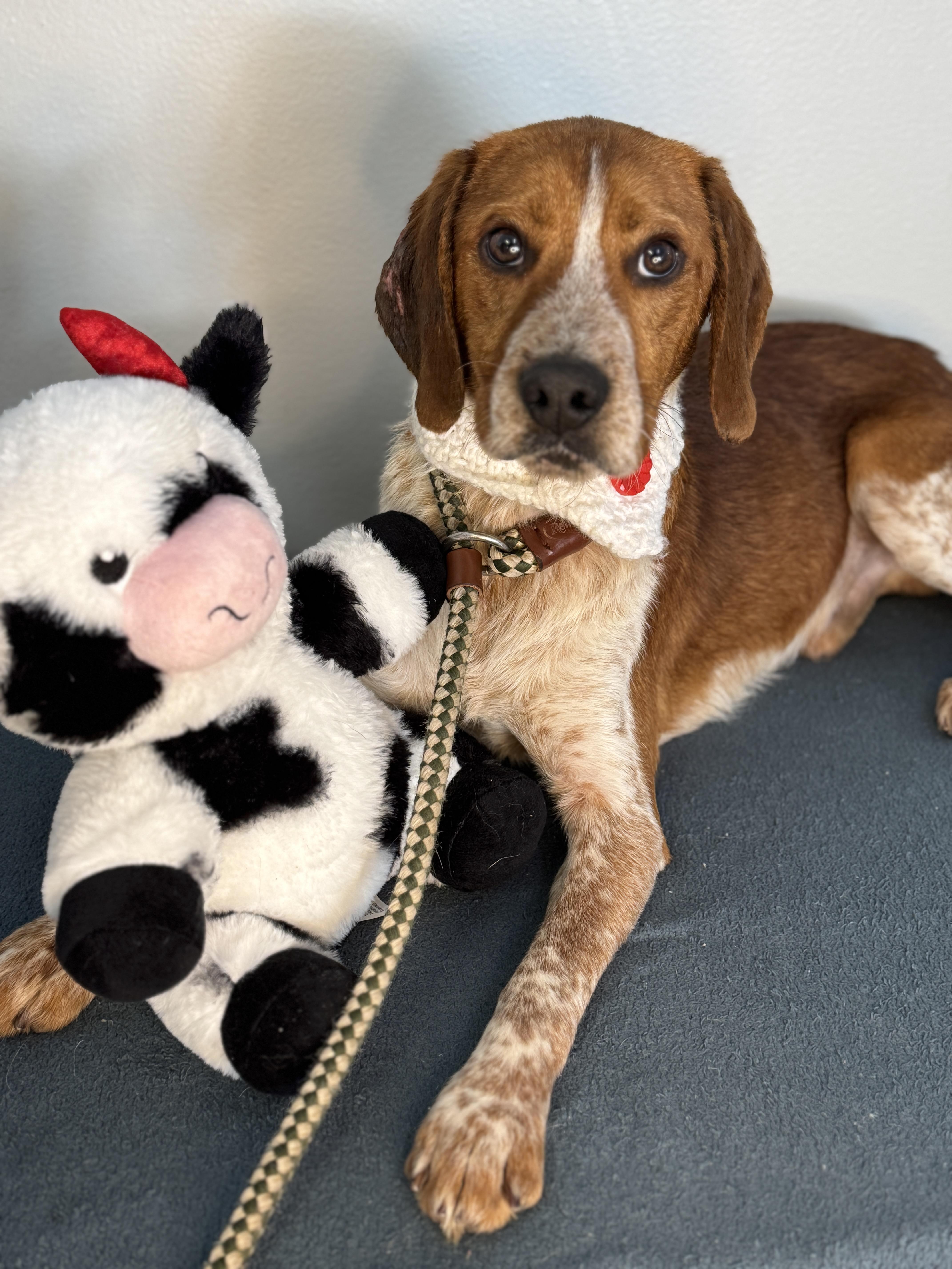 Enlarge Rooster, a ADOPTABLE Beagle in Richmond, VA image 1/6