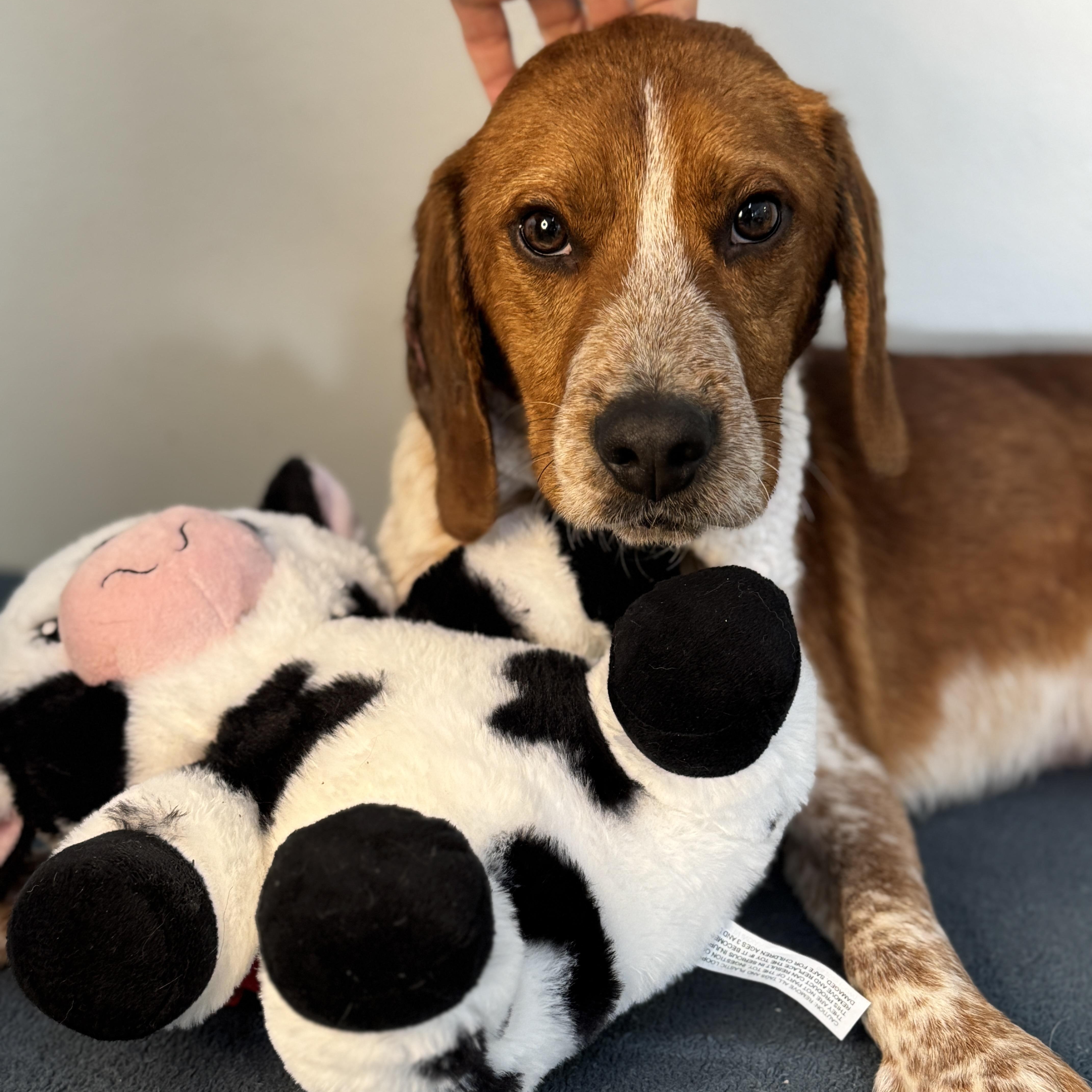 Enlarge Rooster, a ADOPTABLE Beagle in Richmond, VA image 5/6