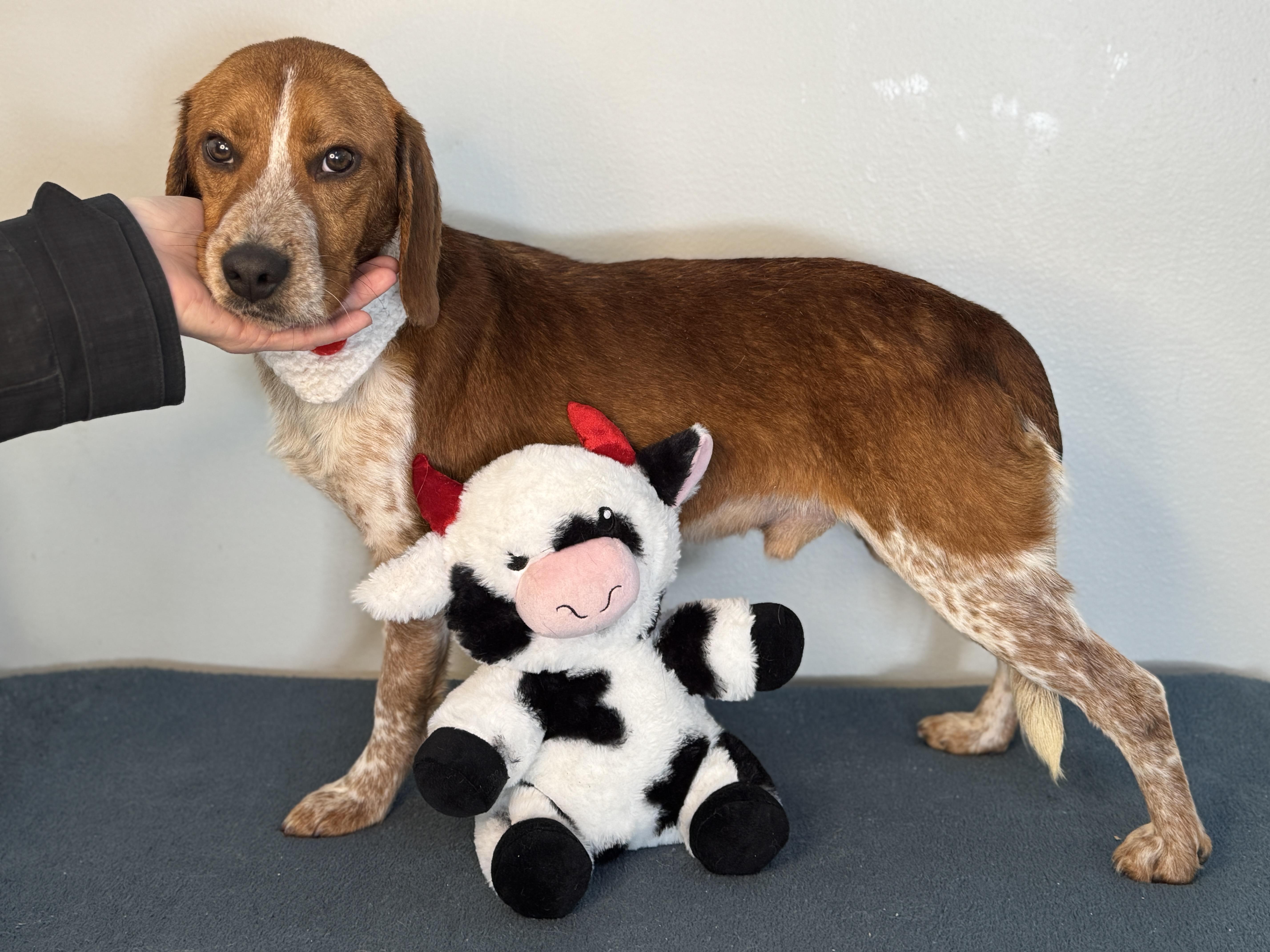 Enlarge Rooster, a ADOPTABLE Beagle in Richmond, VA image 6/6
