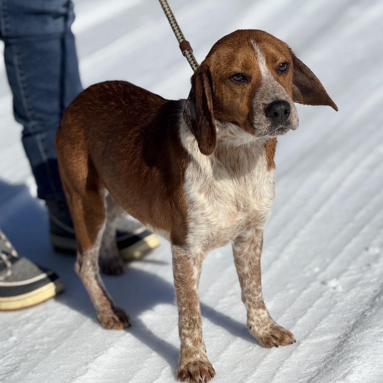 Enlarge Rooster, a ADOPTABLE Beagle in Richmond, VA image 3/6