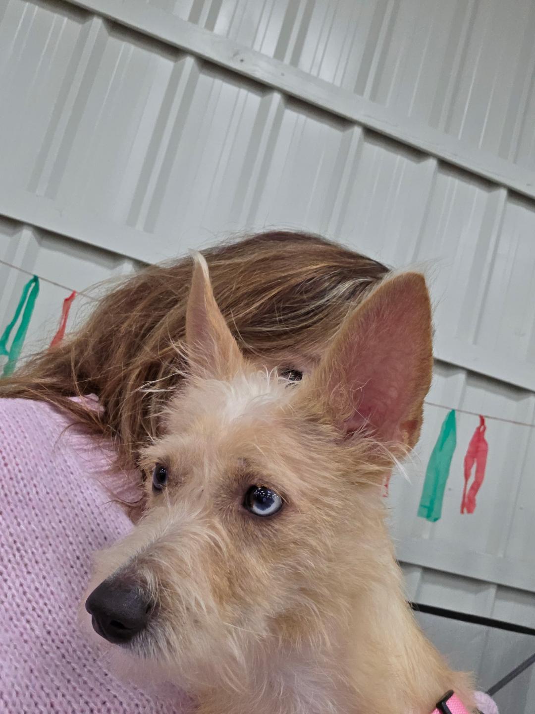 Enlarge Emmy, a ADOPTABLE mixed breed in Mary Esther, FL image 1/1