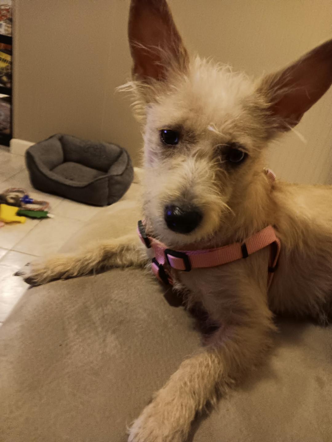 Emmy, ADOPTABLE, Young Female Chinese Crested Dog.
