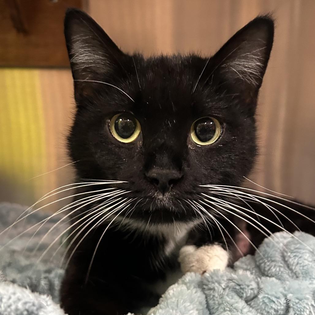 Enlarge Flossie, a Adoptable Domestic Medium Hair in Pensacola, FL image 1/2