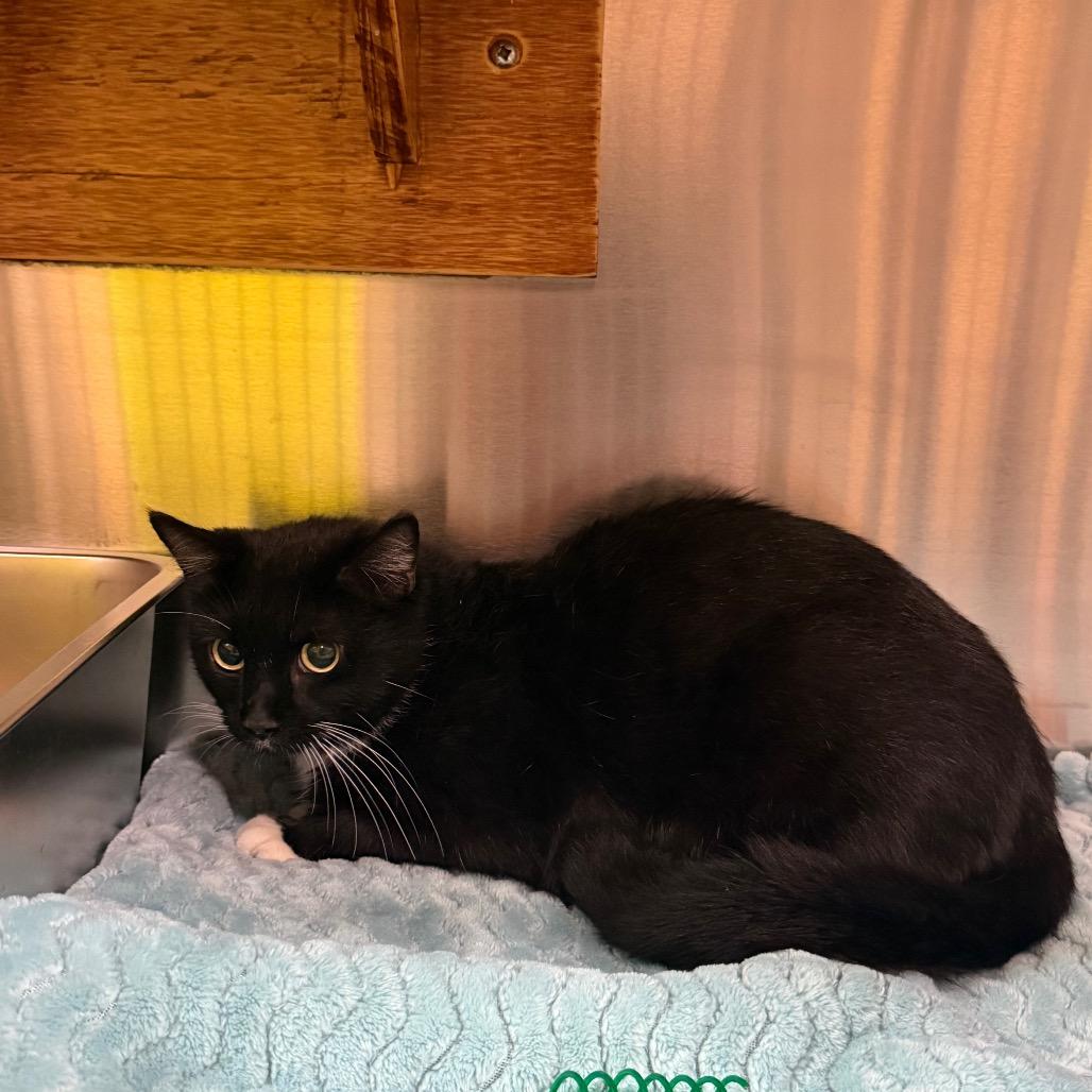 Enlarge Flossie, a Adoptable Domestic Medium Hair in Pensacola, FL image 2/2