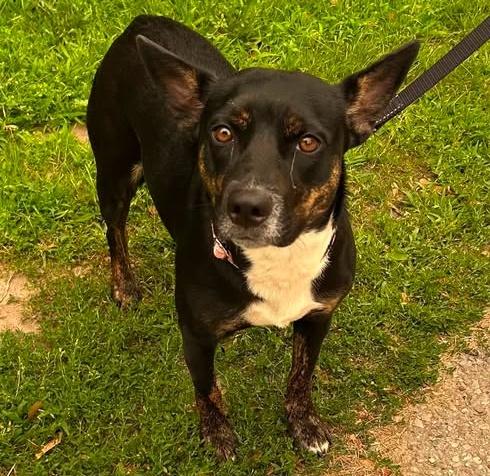 Diamond, ADOPTABLE, Young Female Rat Terrier & Cattle Dog.