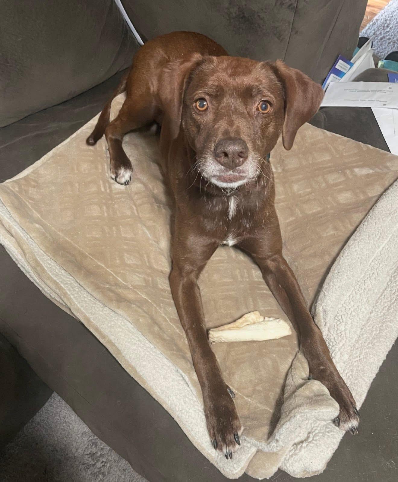 Sissy, Adoptable, Adult Female Pointer & Labrador Retriever.