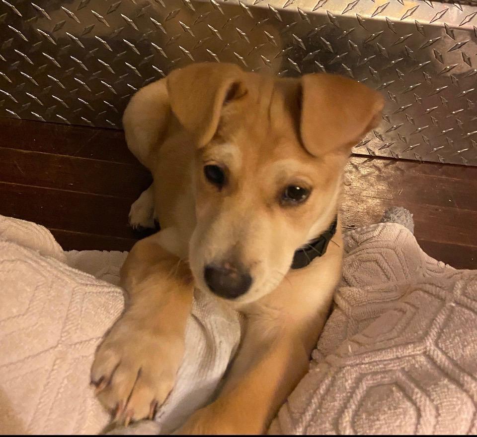 Enlarge Snack wrap , a ADOPTABLE mixed breed in Evergreen, CO image 1/1