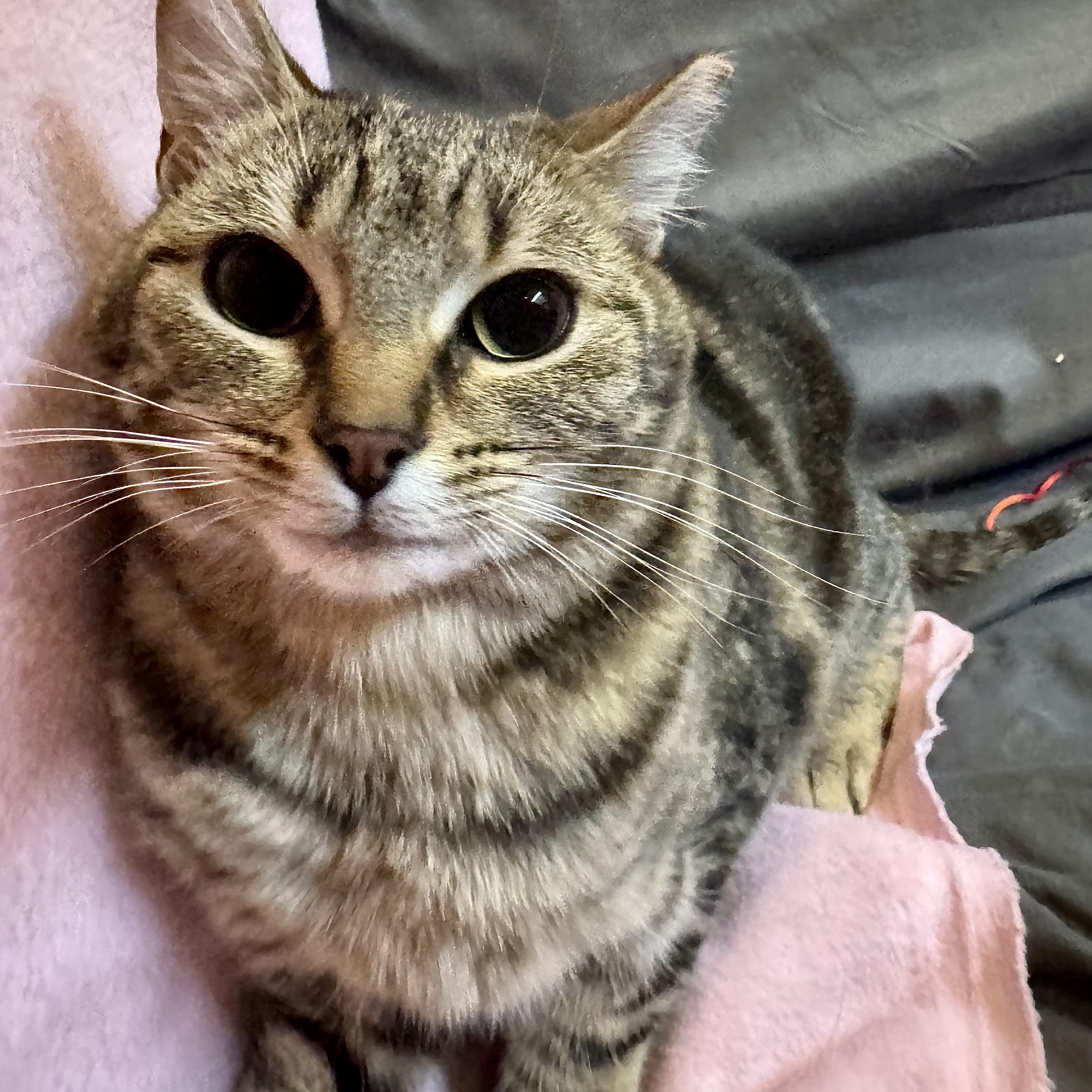 QT 3.14, a ADOPTABLE Domestic Short Hair in Alexandria, IN image 4/6