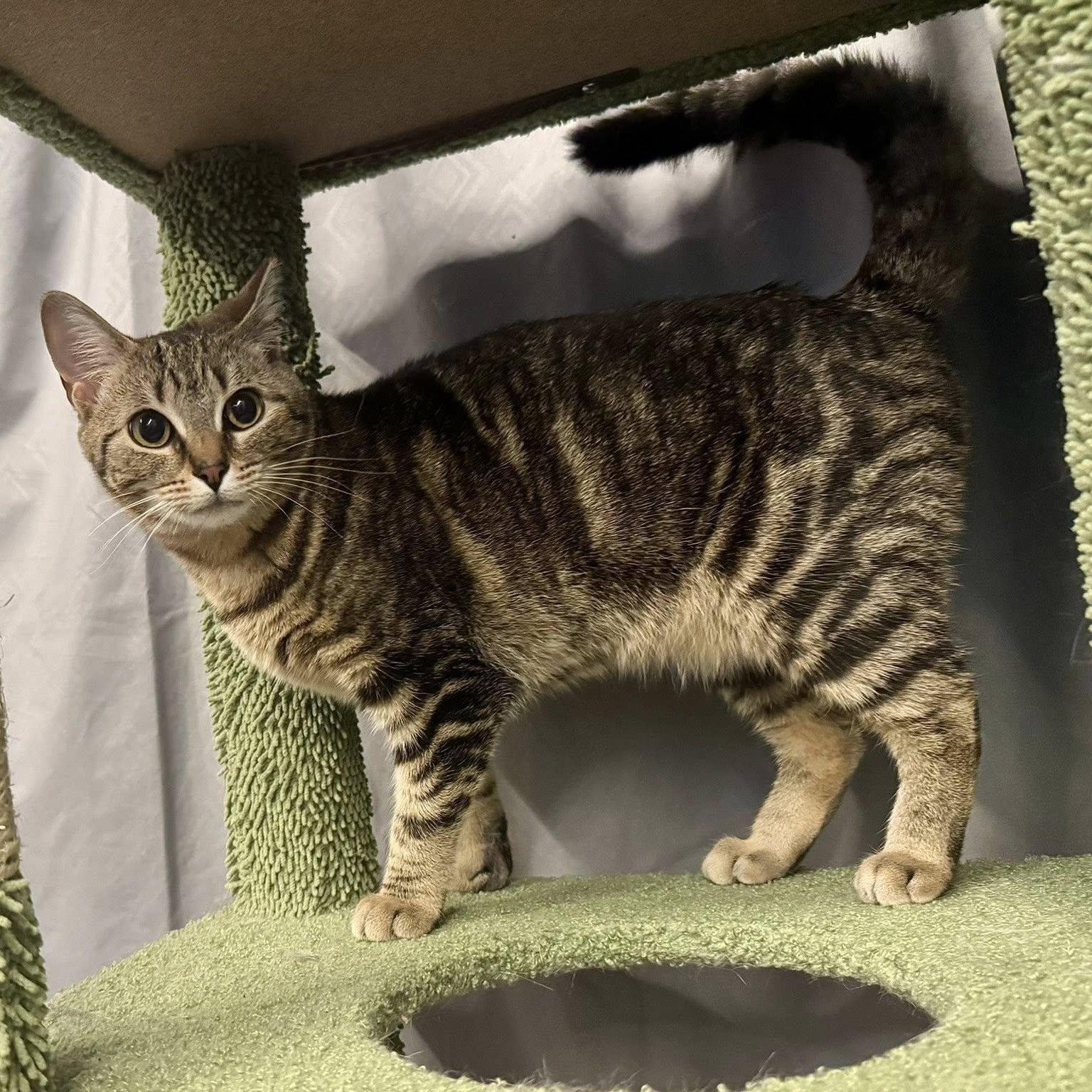 QT 3.14, a ADOPTABLE Domestic Short Hair in Alexandria, IN image 3/6