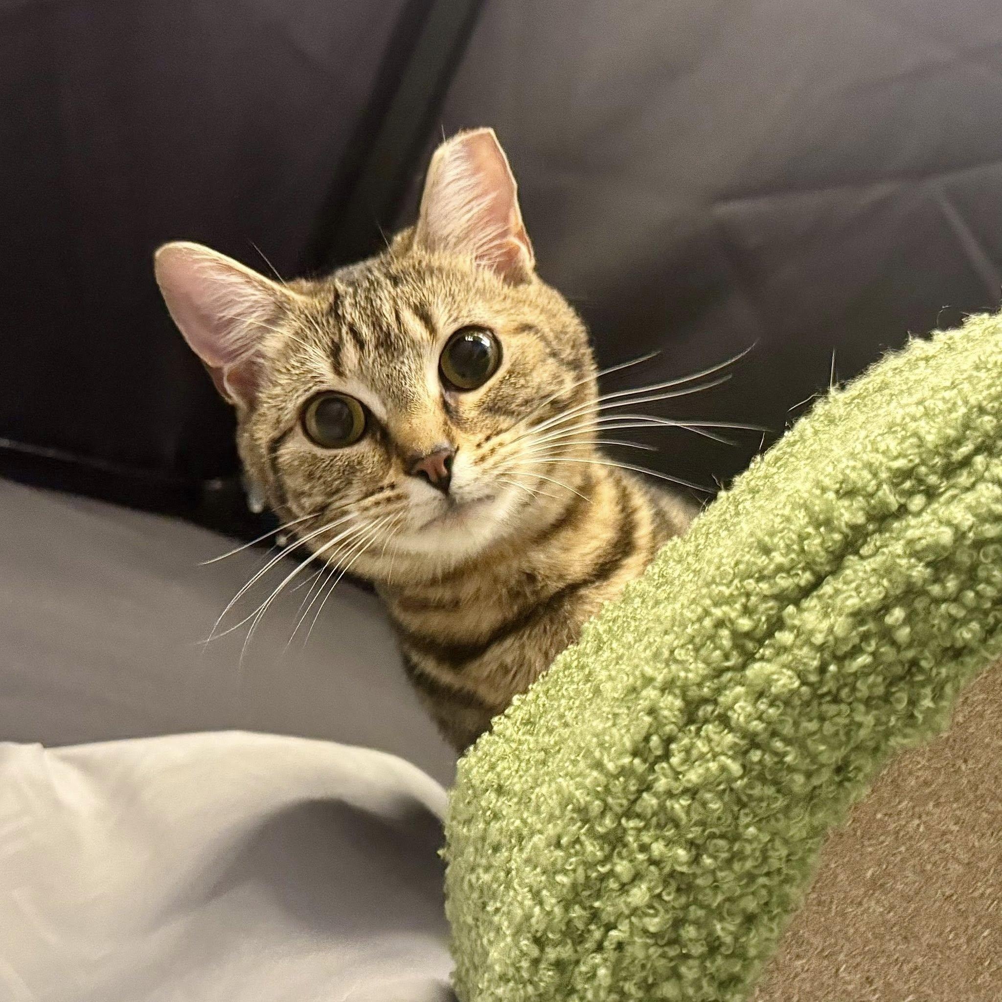 QT 3.14, a ADOPTABLE Domestic Short Hair in Alexandria, IN image 1/6