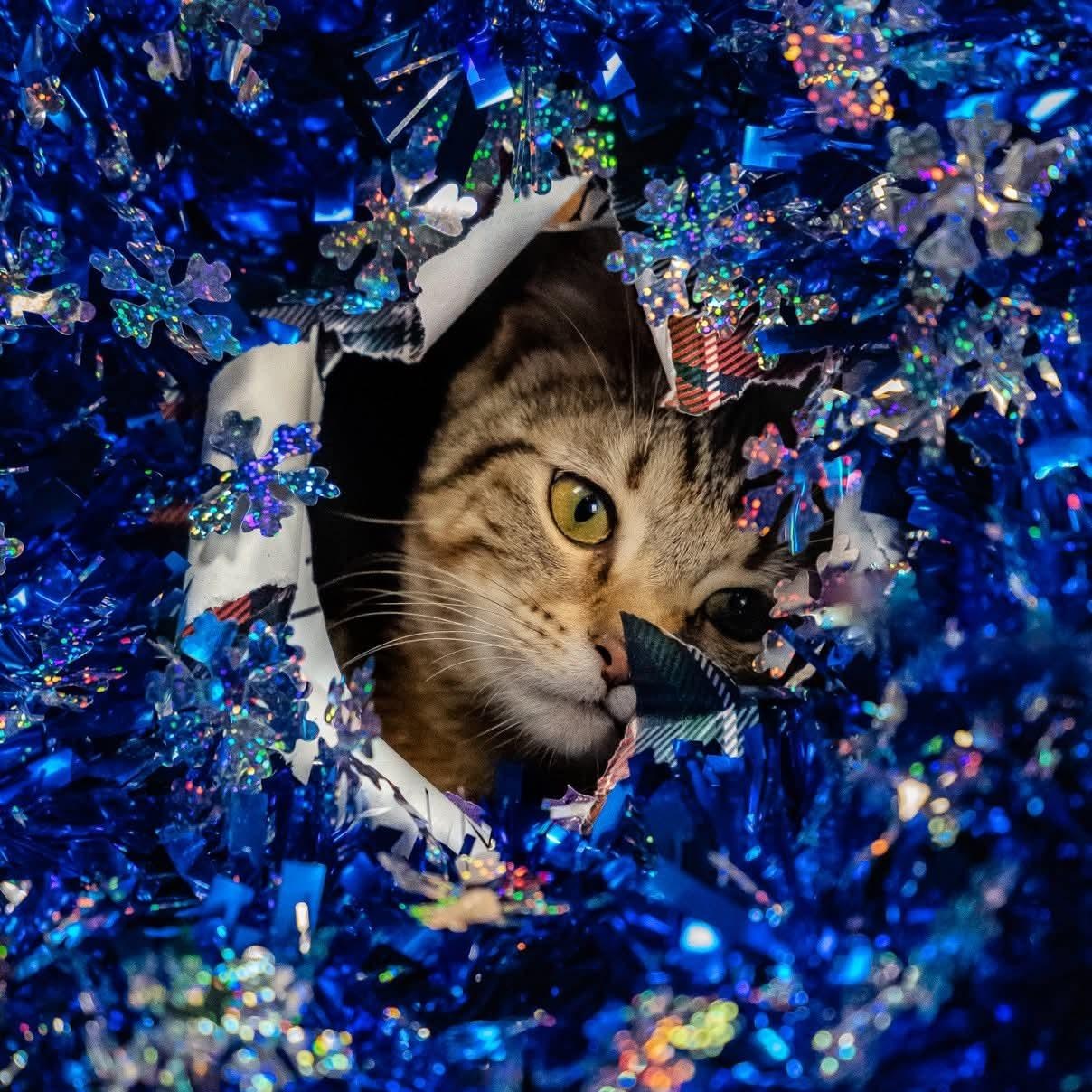 QT 3.14, a ADOPTABLE Domestic Short Hair in Alexandria, IN image 5/6