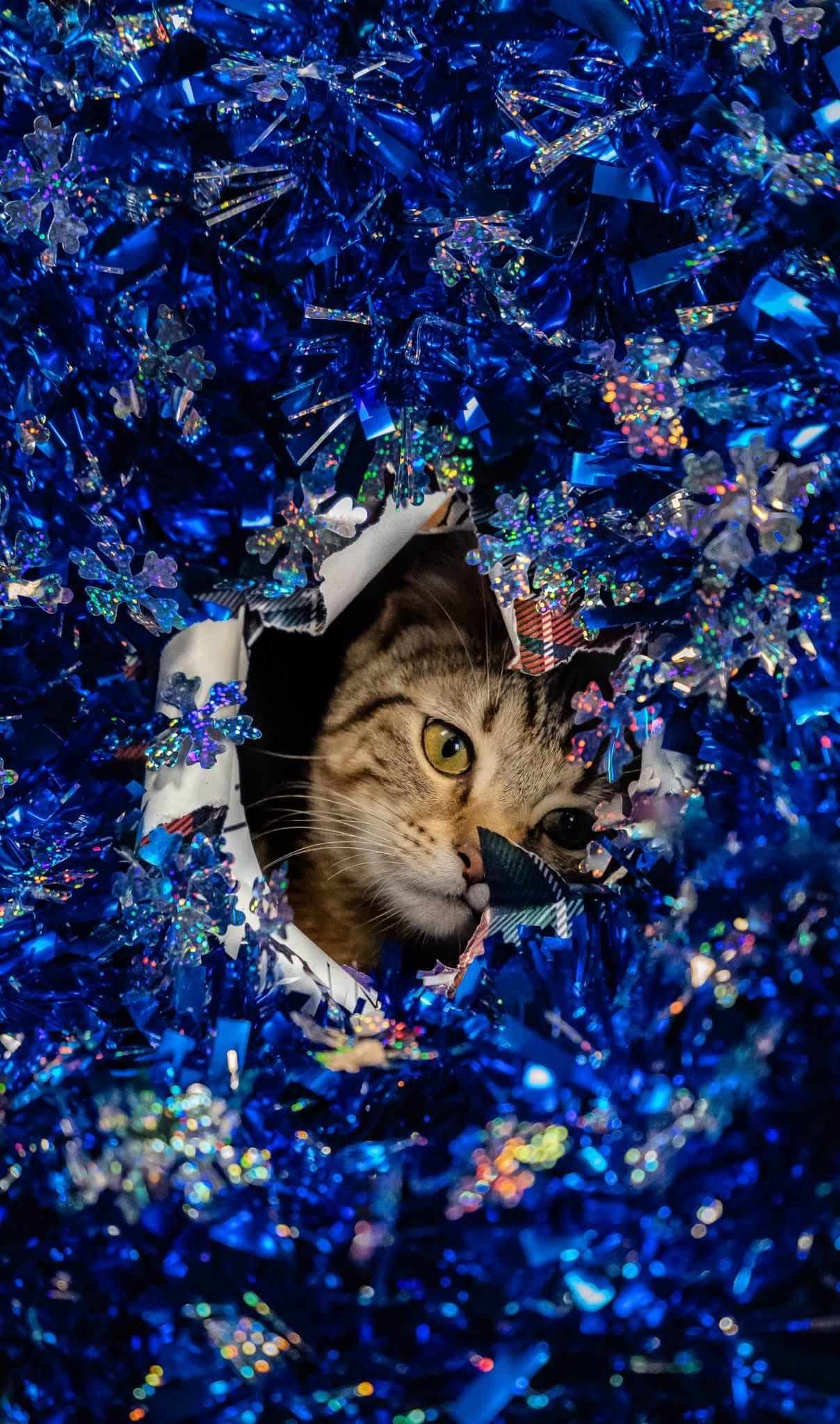 Enlarge QT 3.14, a ADOPTABLE Domestic Short Hair in Alexandria, IN image 1/2