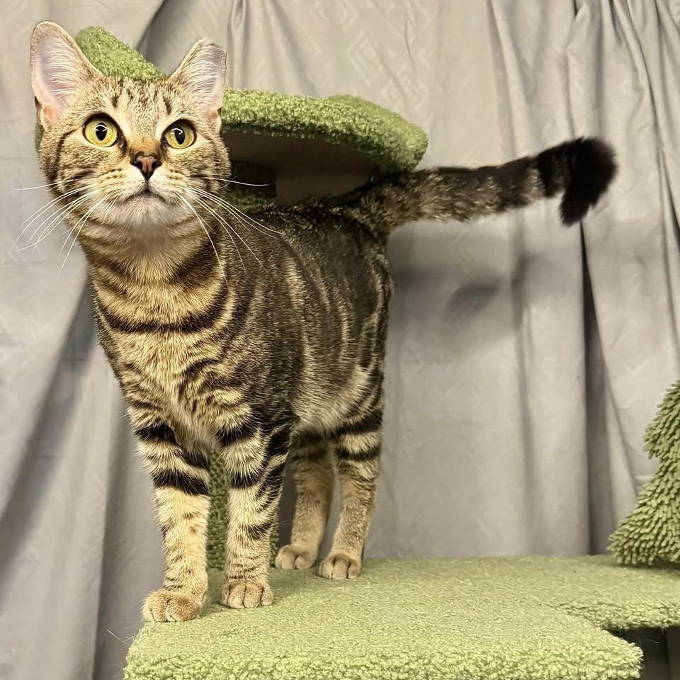 QT 3.14, a ADOPTABLE Domestic Short Hair in Alexandria, IN image 2/6