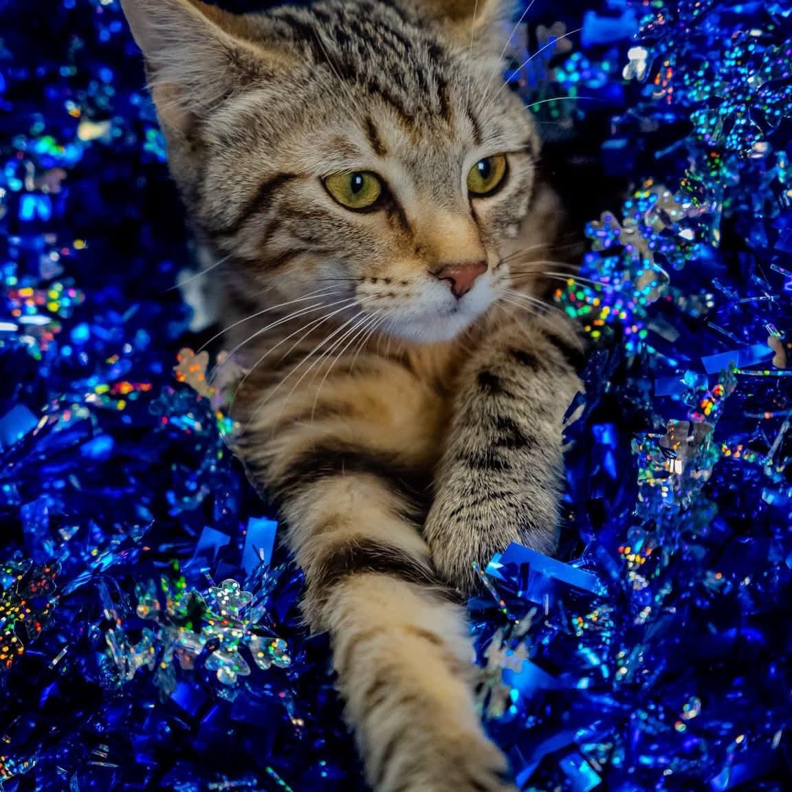 QT 3.14, a ADOPTABLE Domestic Short Hair in Alexandria, IN image 6/6