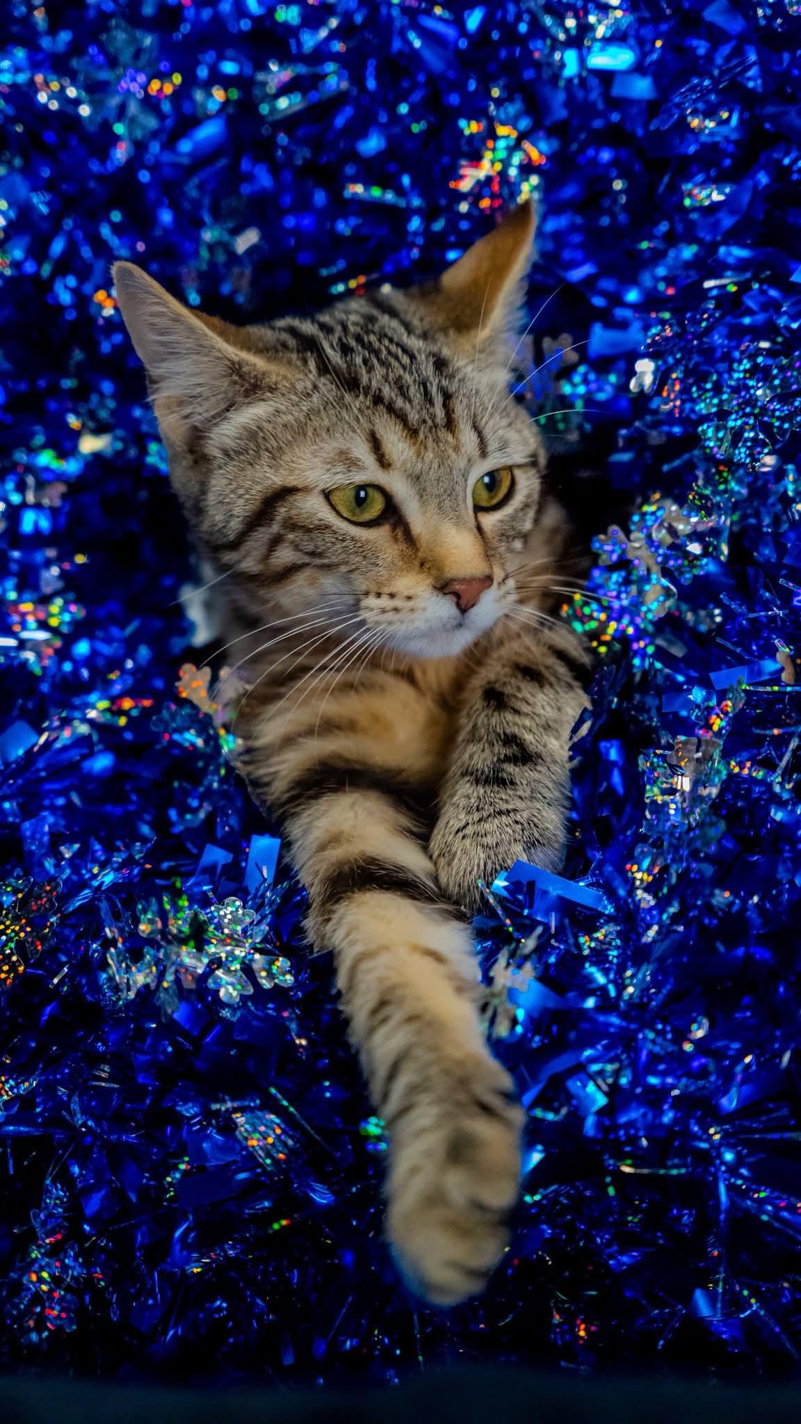 Enlarge QT 3.14, a ADOPTABLE Domestic Short Hair in Alexandria, IN image 2/2