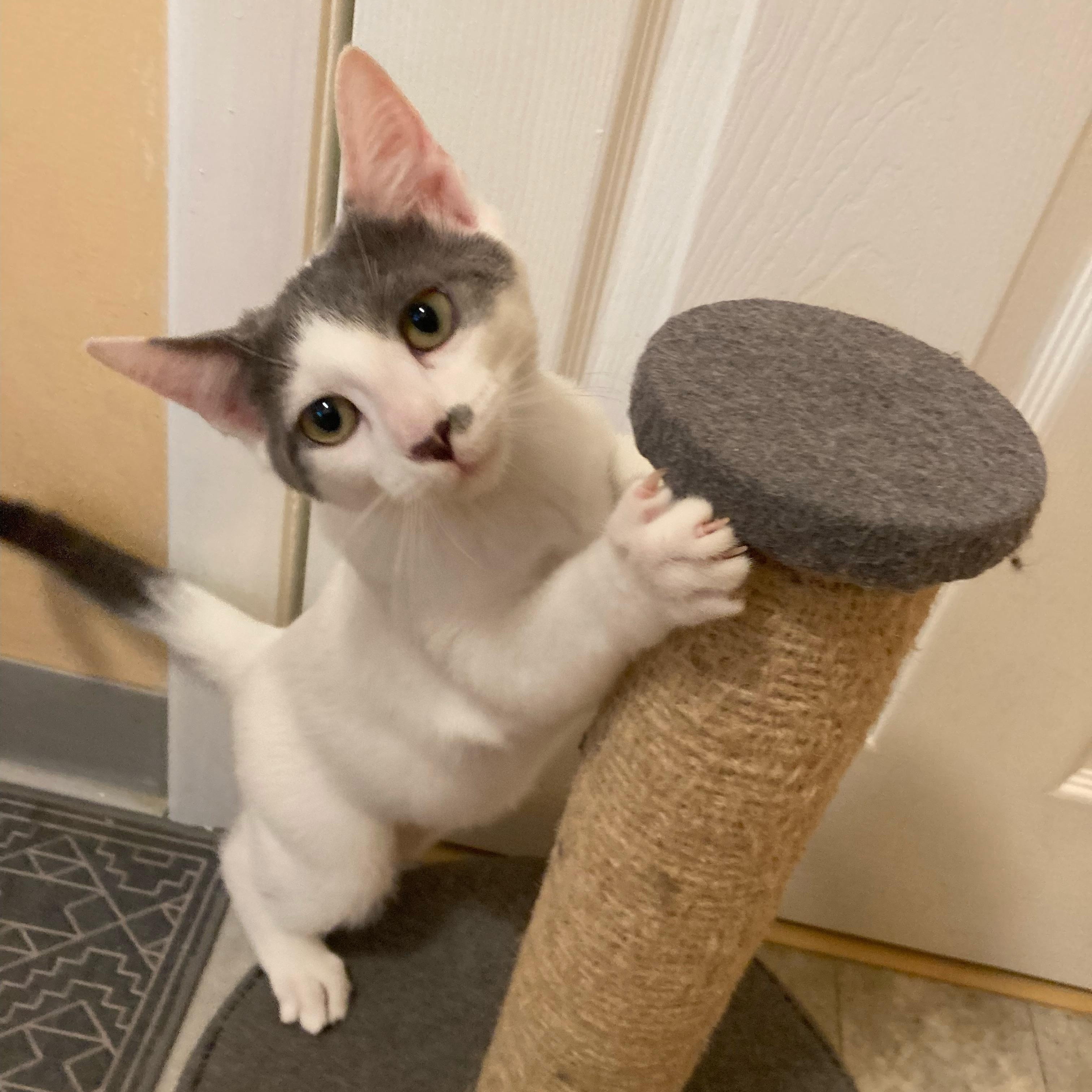 Butterfly, adoptable, Kitten Male Domestic Short Hair.