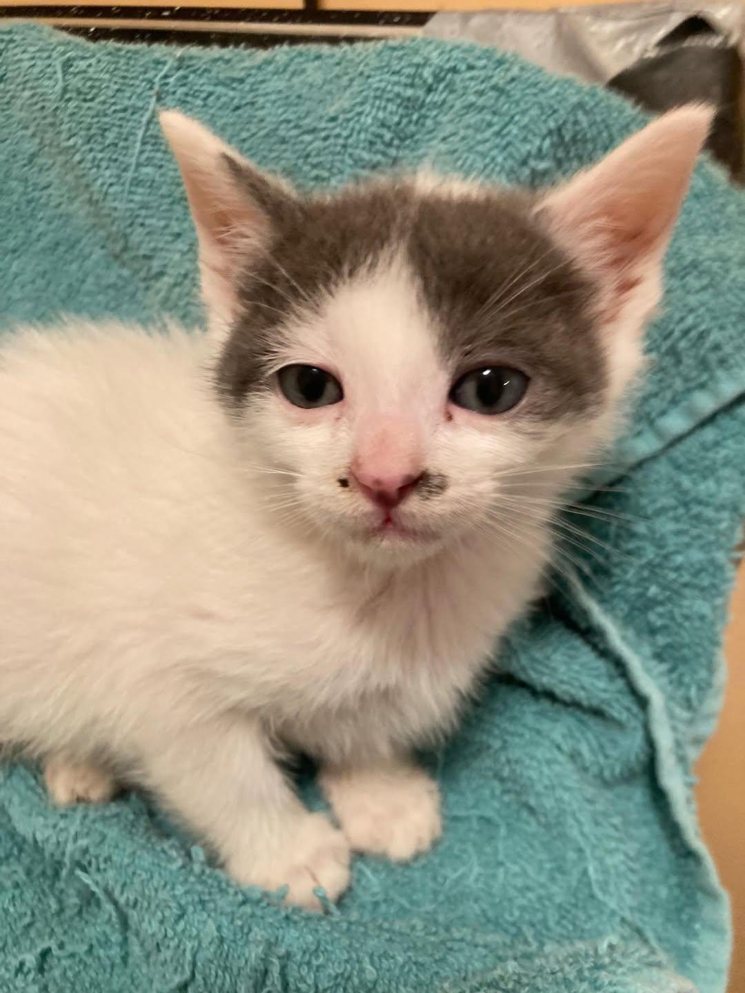 Enlarge Butterfly, an adoptable Domestic Short Hair in Delmar, NY image 3/3