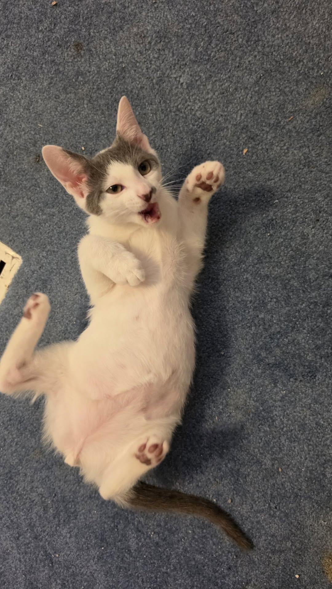 Enlarge Butterfly, an adoptable Domestic Short Hair in Delmar, NY image 2/3