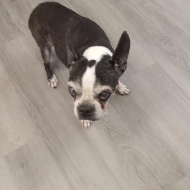 Enlarge Katie, a Adopted Boston Terrier in Lafayette, TN image 1/6