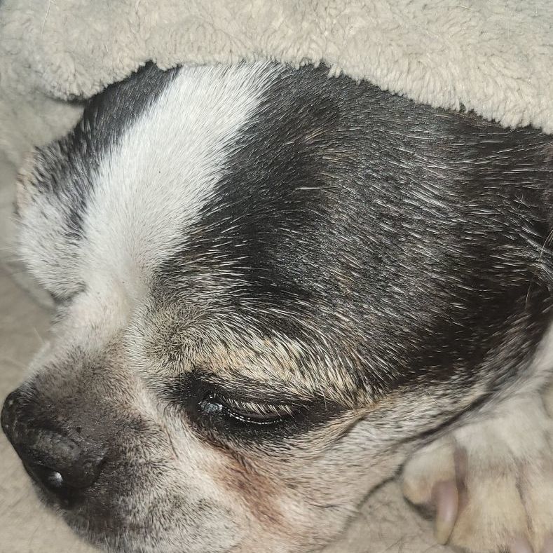 Enlarge Katie, a Adopted Boston Terrier in Lafayette, TN image 3/6