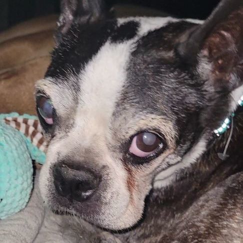 Enlarge Katie, a Adopted Boston Terrier in Lafayette, TN image 4/6