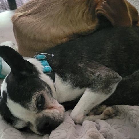 Enlarge Katie, a Adopted Boston Terrier in Lafayette, TN image 5/6