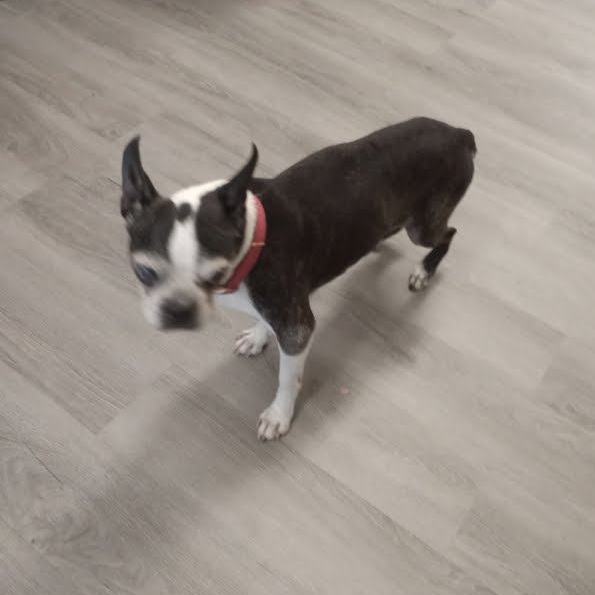 Enlarge Katie, a Adopted Boston Terrier in Lafayette, TN image 6/6