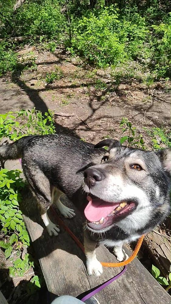 Enlarge AC Rocky I ( Husky Mix ), a Adoptable mixed breed in Fremont, NE image 1/6