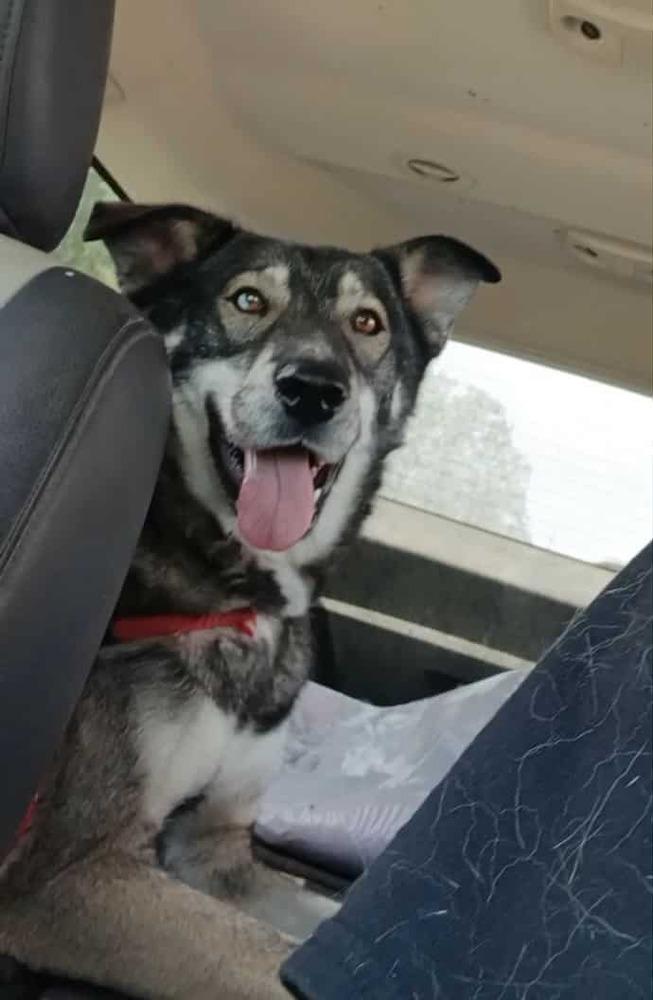 Enlarge AC Rocky I ( Husky Mix ), a Adoptable mixed breed in Fremont, NE image 2/6