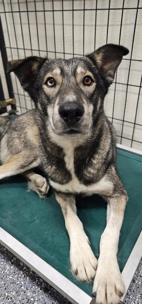 Enlarge AC Rocky I ( Husky Mix ), a Adoptable mixed breed in Fremont, NE image 3/6