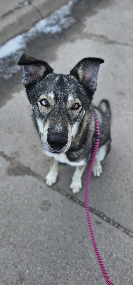Enlarge AC Rocky I ( Husky Mix ), a Adoptable mixed breed in Fremont, NE image 5/6