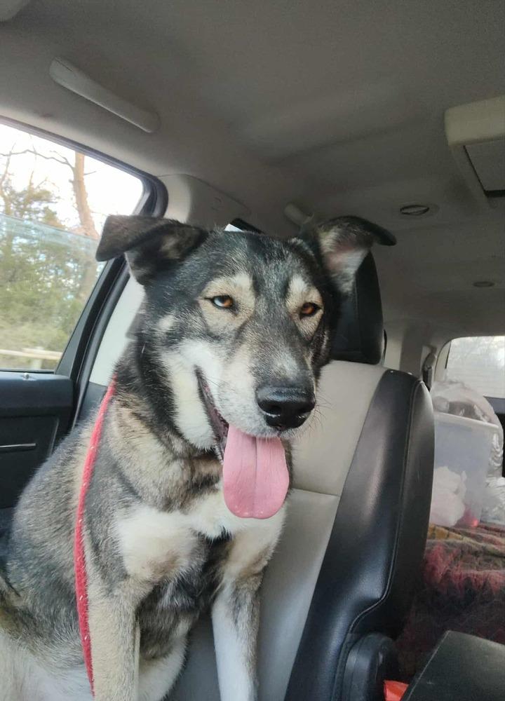 Enlarge AC Rocky I ( Husky Mix ), a Adoptable mixed breed in Fremont, NE image 6/6