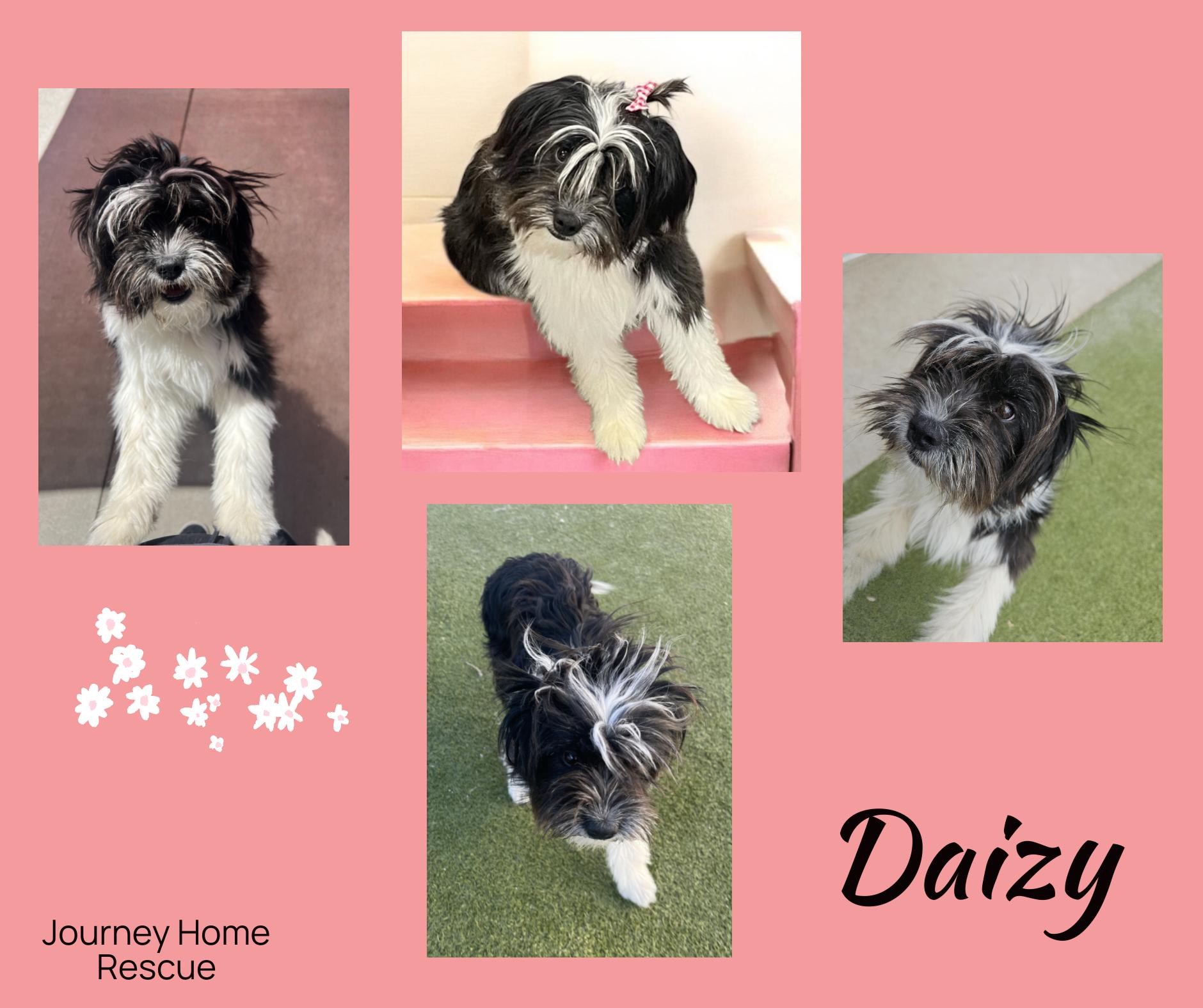 Daizy