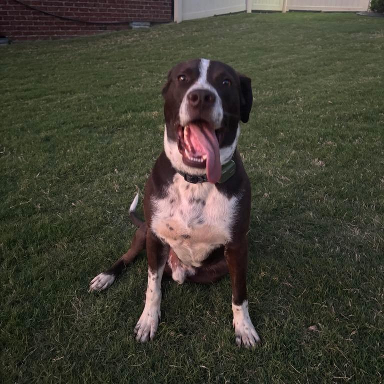Enlarge Richard, a Adoptable mixed breed in Hope Mills, NC image 1/4