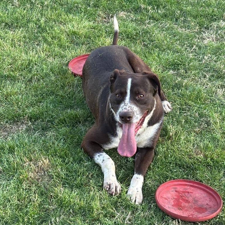 Enlarge Richard, a Adoptable mixed breed in Hope Mills, NC image 2/4