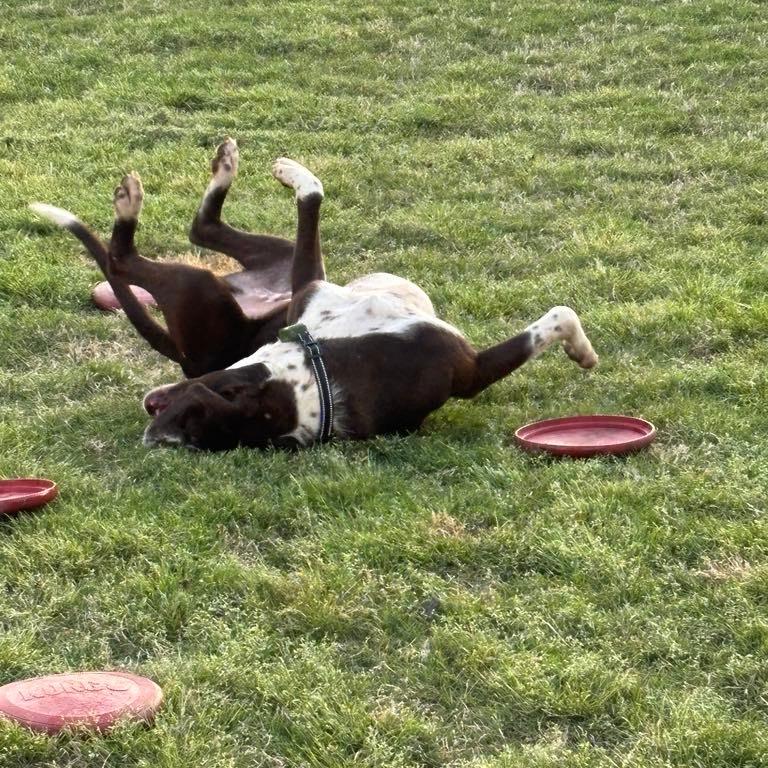 Enlarge Richard, a Adoptable mixed breed in Hope Mills, NC image 3/4