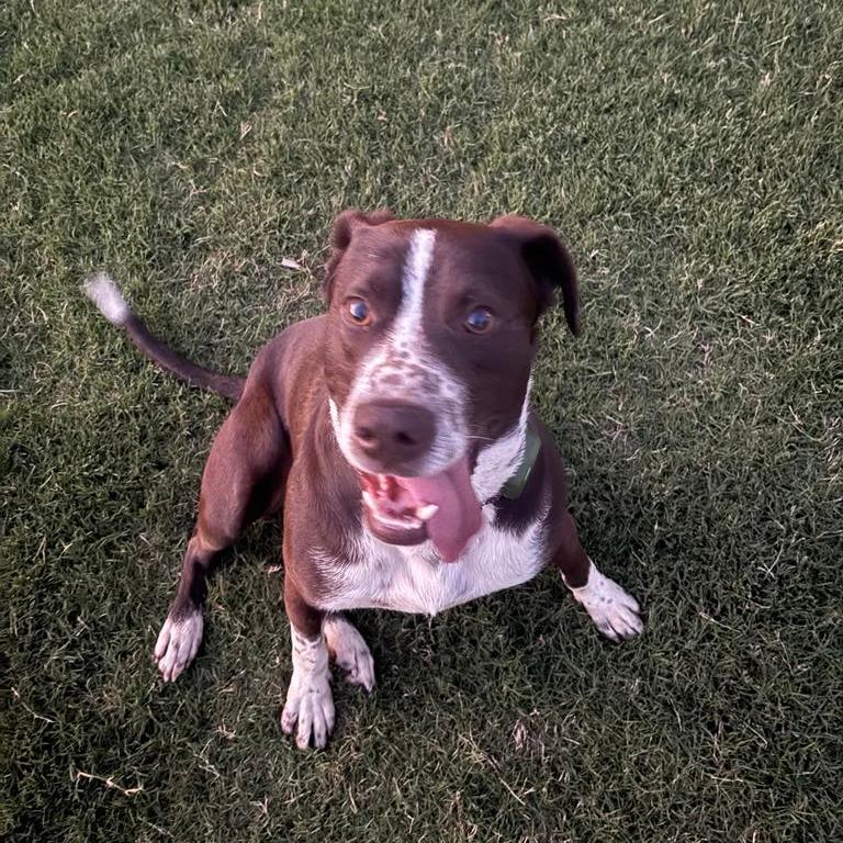 Enlarge Richard, a Adoptable mixed breed in Hope Mills, NC image 4/4