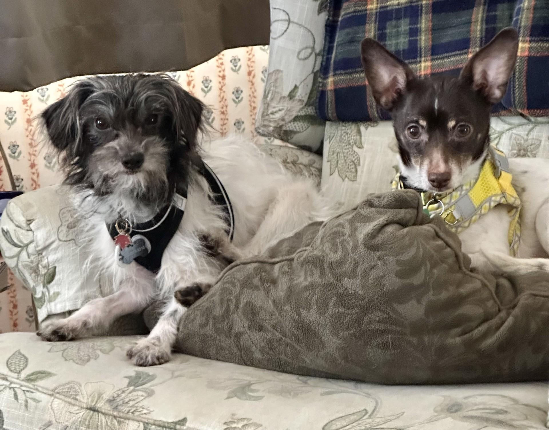 Tommy and Moka, ADOPTABLE, Adult Female Terrier.