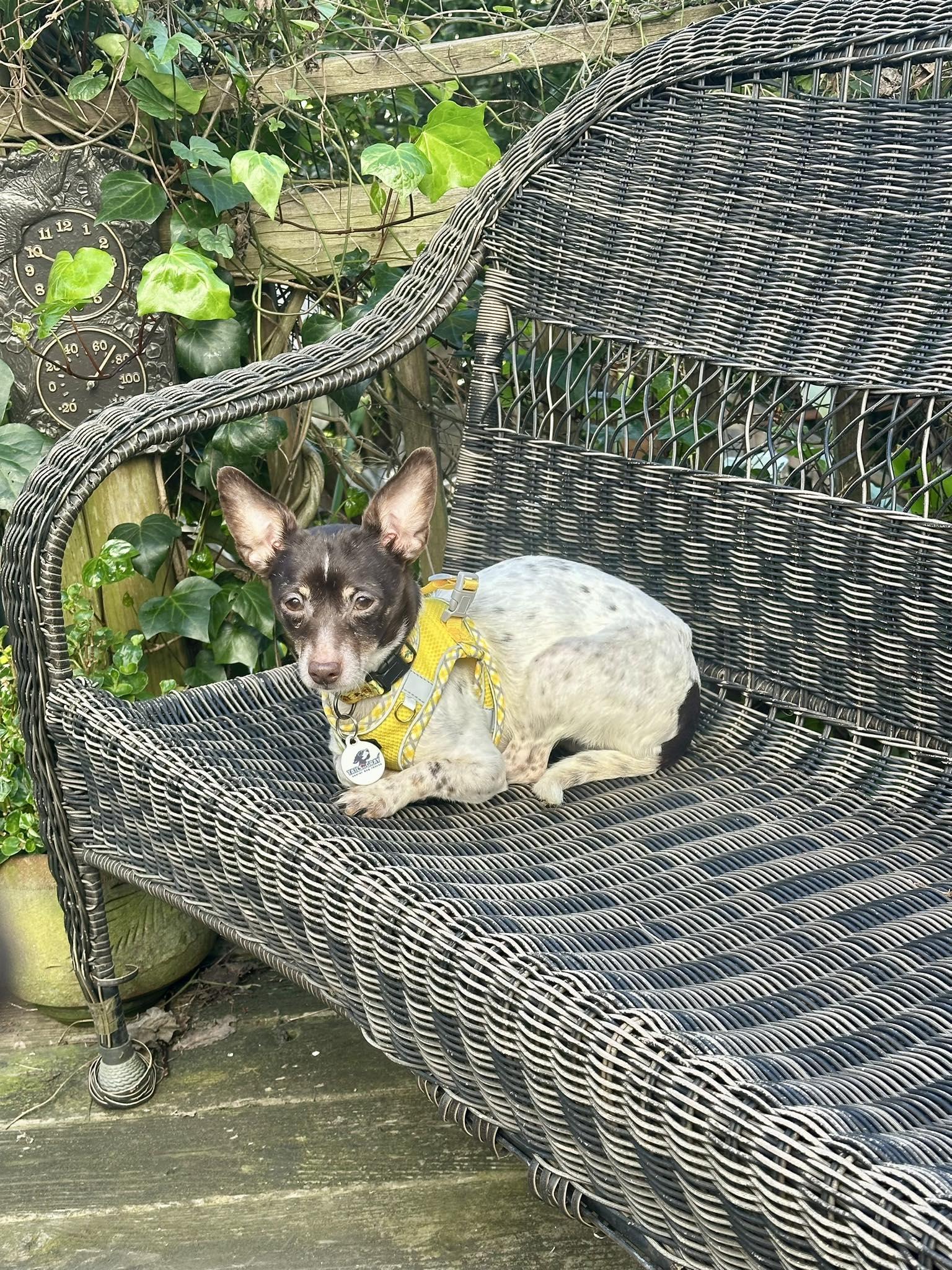 Enlarge Tommy and Moka, a ADOPTABLE Terrier in Livermore, CA image 3/3
