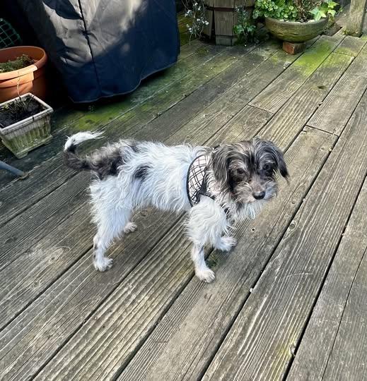 Enlarge Tommy and Moka, a ADOPTABLE Terrier in Livermore, CA image 2/3