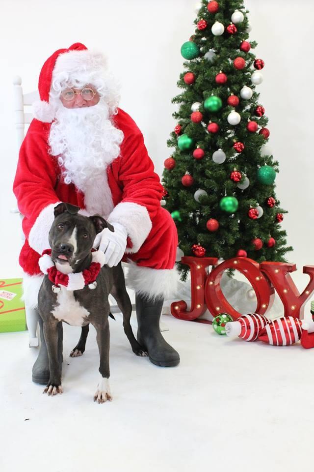 Maya, a Adoptable mixed breed in Houston, TX image 1/6